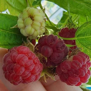 Set of 2 Caroline Red Raspberry Live Plants – 4