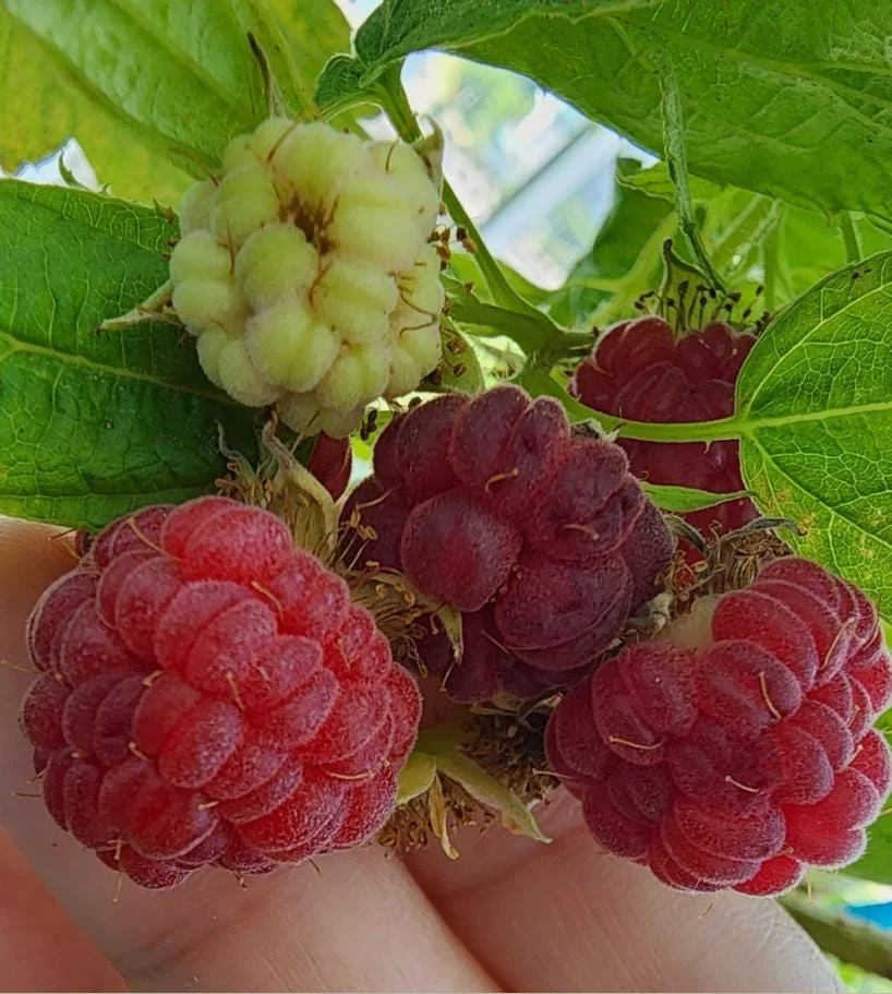 Set of 2 Caroline Red Raspberry Live Plants – 4" Tall Bare Root Fruit Bush - Image 5