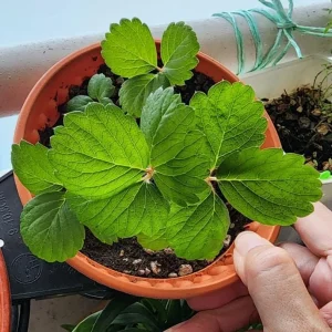 Set of 2 Caroline Red Raspberry Live Plants – 4