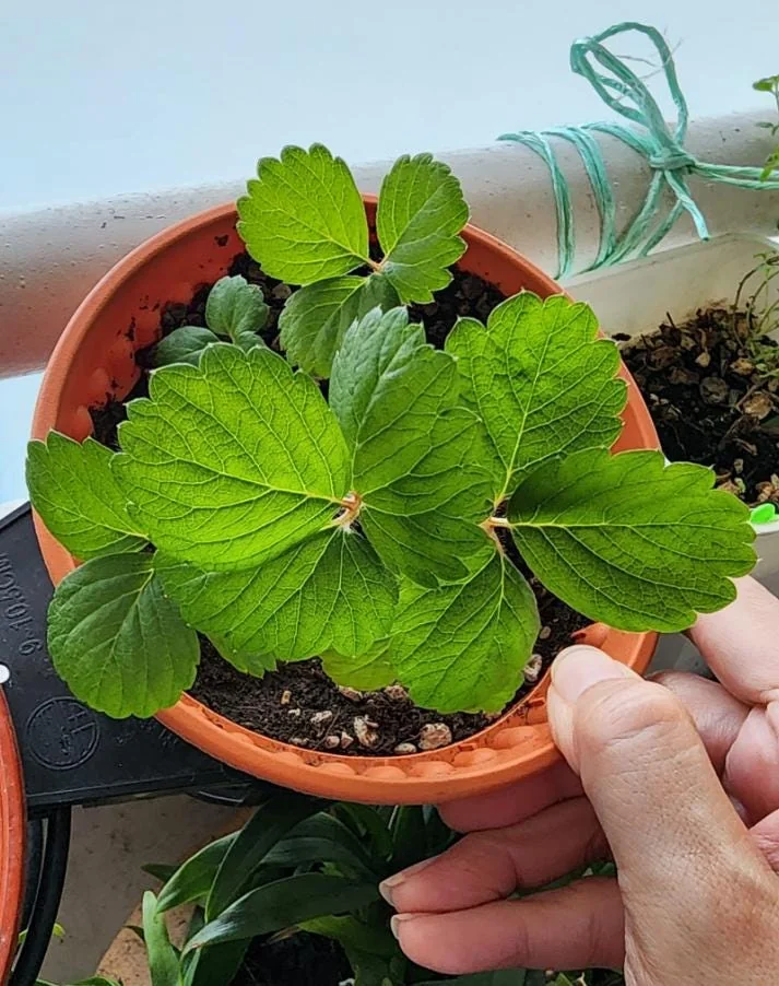 Set of 2 Caroline Red Raspberry Live Plants – 4" Tall Bare Root Fruit Bush - Image 6