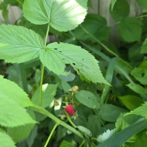 Set of 2 Caroline Red Raspberry Live Plants – 4