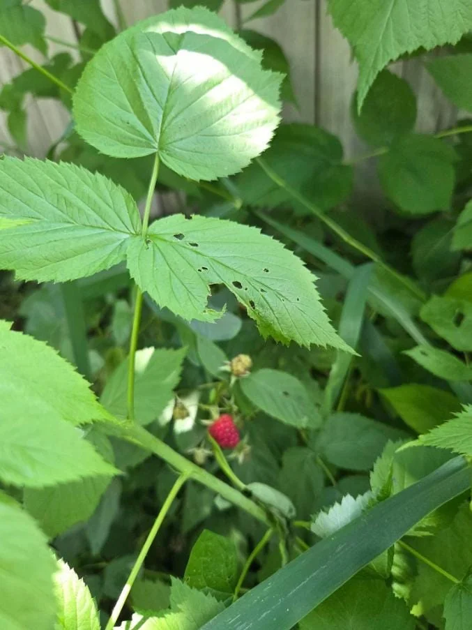 Set of 2 Caroline Red Raspberry Live Plants – 4" Tall Bare Root Fruit Bush - Image 7