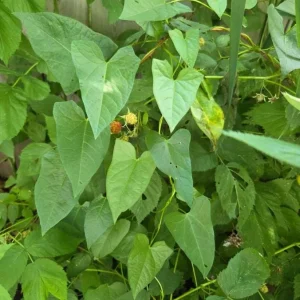 Set of 2 Caroline Red Raspberry Live Plants – 4