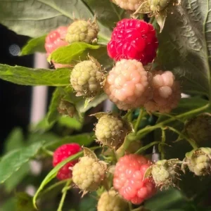 Set of 2 Caroline Red Raspberry Live Plants – 4