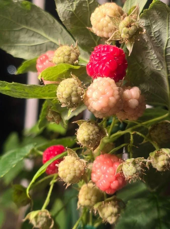 Set of 2 Caroline Red Raspberry Live Plants – 4" Tall Bare Root Fruit Bush - Image 9