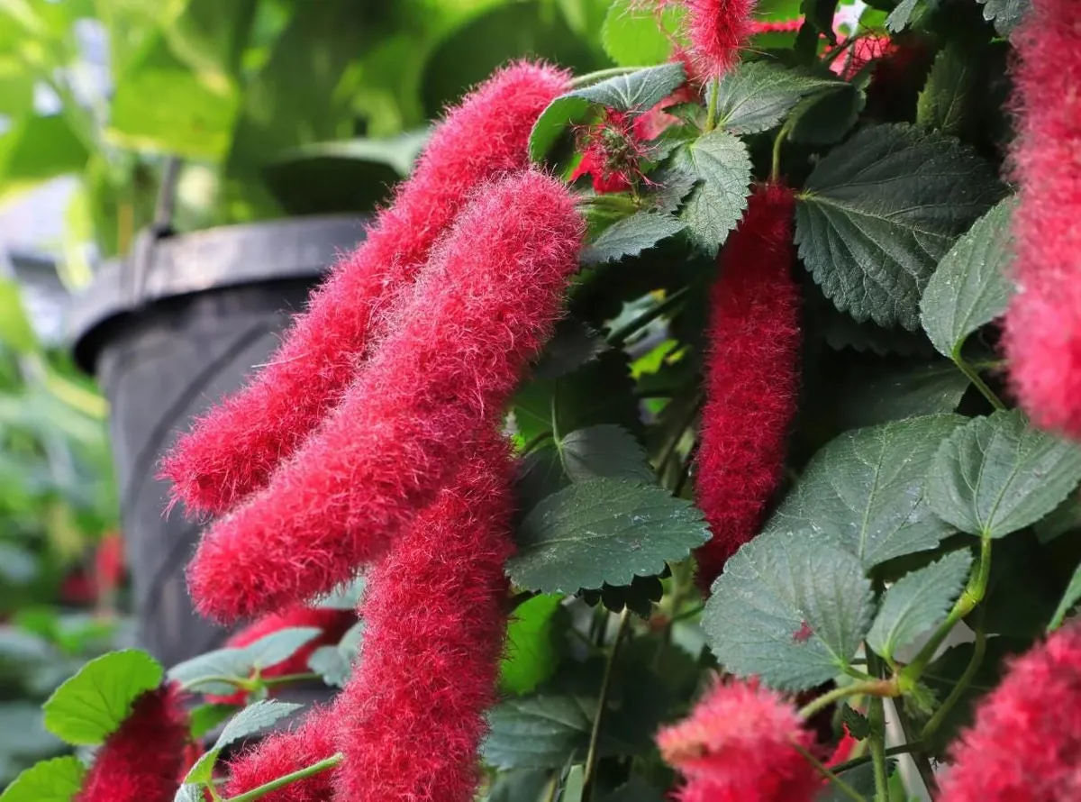 Set of 2 Chenille Copper Plant Starter Plants - 3-6" Tall Tropical Shrub for Outdoor Gardening - Image 2