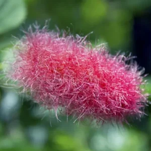 Set of 2 Chenille Copper Plant Starter Plants - 3-6