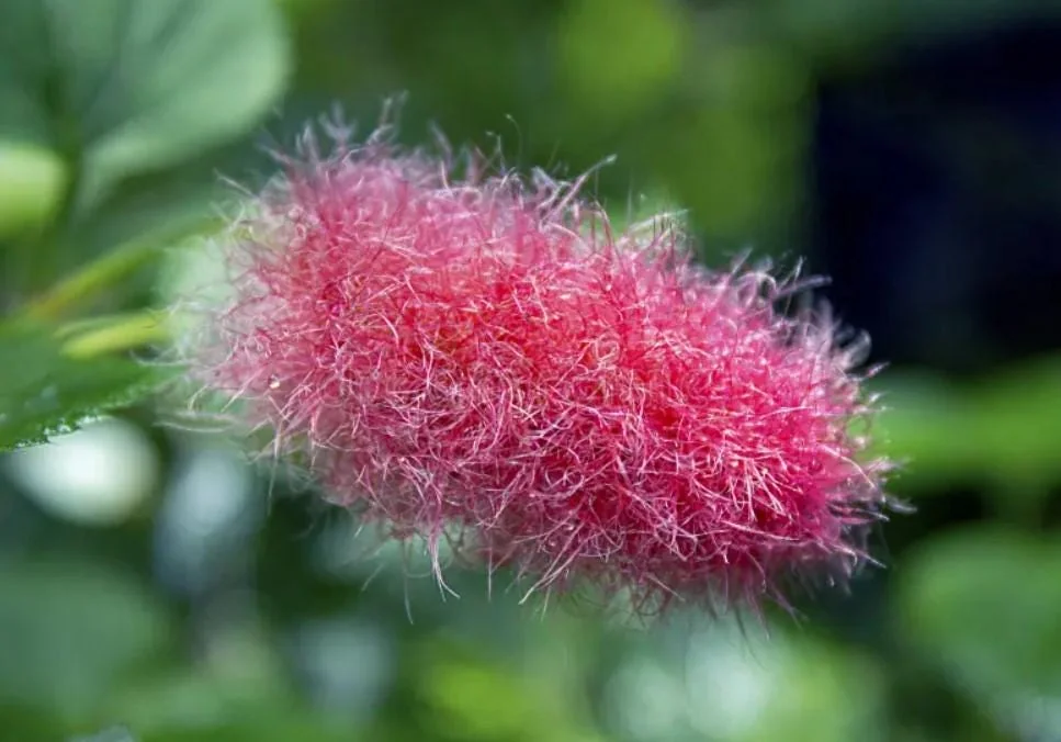 Set of 2 Chenille Copper Plant Starter Plants - 3-6" Tall Tropical Shrub for Outdoor Gardening - Image 4