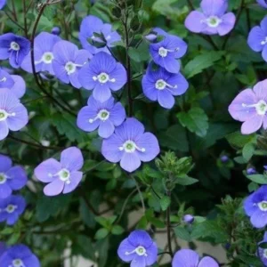 Set of 2 Creeping Veronica Georgia Blue Live Plants - 3-6