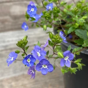 Set of 2 Creeping Veronica Georgia Blue Live Plants - 3-6