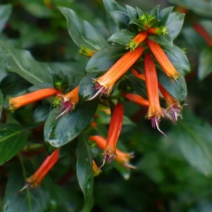 Set of 2 David Verity Cuphea Live Plants – 4-6" Tall – Attracts Hummingbirds, Pollinators - Image 1