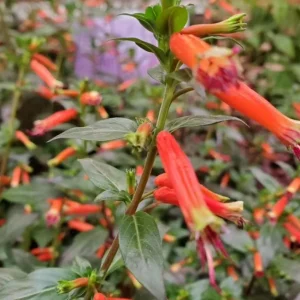 Set of 2 David Verity Cuphea Live Plants – 4-6