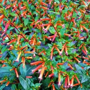 Set of 2 David Verity Cuphea Live Plants – 4-6