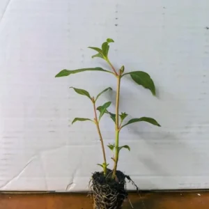 Set of 2 David Verity Cuphea Live Plants – 4-6