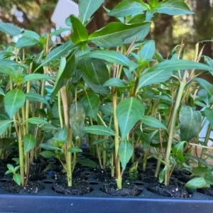 Set of 2 David Verity Cuphea Live Plants – 4-6