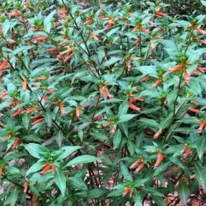 Set of 2 David Verity Cuphea Live Plants – 4-6