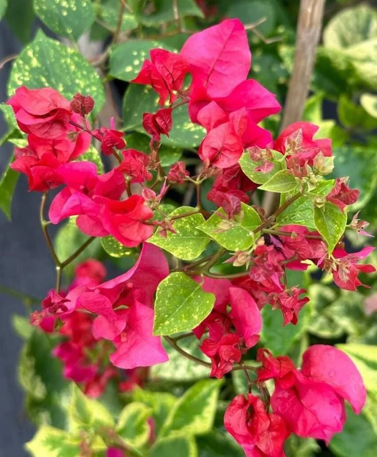 Set of 2 Double Red Bougainvillea Live Plants, 4-6" Tall, Vibrant Tropical Climber - Image 2