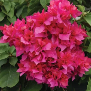 Set of 2 Double Red Bougainvillea Live Plants, 4-6