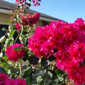 Set of 2 Double Red Bougainvillea Live Plants, 4-6" Tall, Vibrant Tropical Climber - Image 1