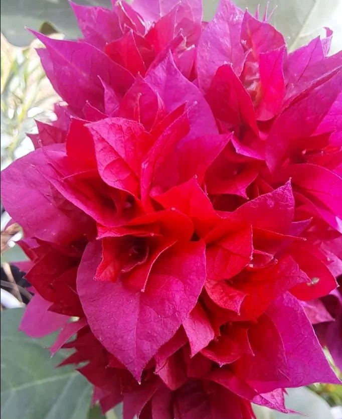 Set of 2 Double Red Bougainvillea Live Plants, 4-6" Tall, Vibrant Tropical Climber - Image 4