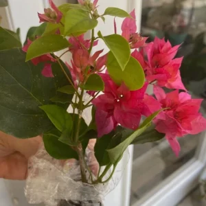 Set of 2 Double Red Bougainvillea Live Plants, 4-6