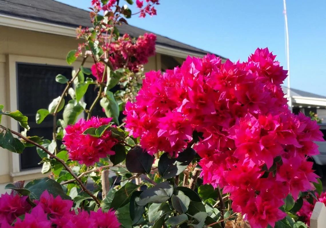 Set of 2 Double Red Bougainvillea Live Plants, 4-6" Tall, Vibrant Tropical Climber - Image 1