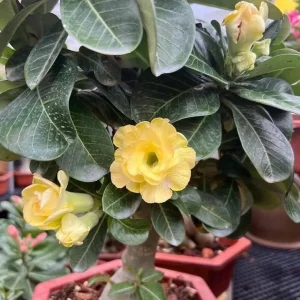 Set of 2 Double Yellow Desert Rose Live Plant - Adenium - 4-6