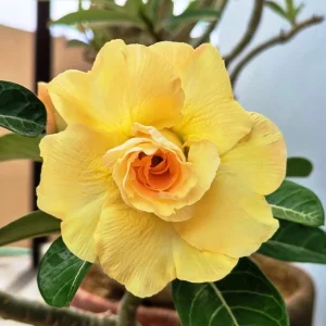 Set of 2 Double Yellow Desert Rose Live Plant - Adenium - 4-6