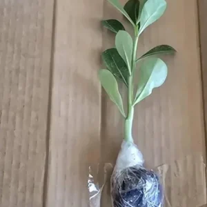 Set of 2 Double Yellow Desert Rose Live Plant - Adenium - 4-6