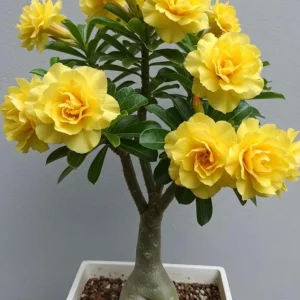 Set of 2 Double Yellow Desert Rose Live Plant - Adenium - 4-6