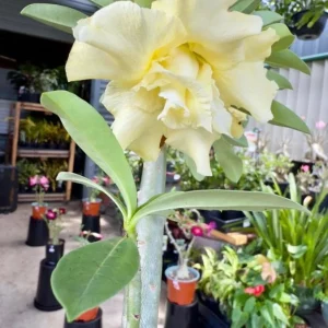 Set of 2 Double Yellow Desert Rose Live Plant - Adenium - 4-6