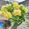 Set of 2 Double Yellow Desert Rose Live Starter Plants - 3-6" Tall Adenium Obesum for Garden & Bonsai - Image 1