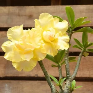 Set of 2 Double Yellow Desert Rose Live Starter Plants - 3-6