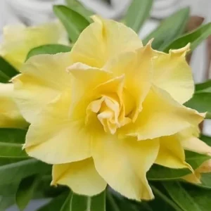Set of 2 Double Yellow Desert Rose Live Starter Plants - 3-6