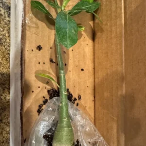 Set of 2 Double Yellow Desert Rose Live Starter Plants - 3-6