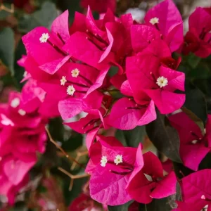 Set of 2 Helen Bougainvillea Live Plants - 4-6