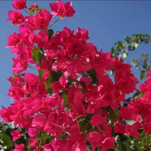 Set of 2 Helen Bougainvillea Live Plants - 4-6