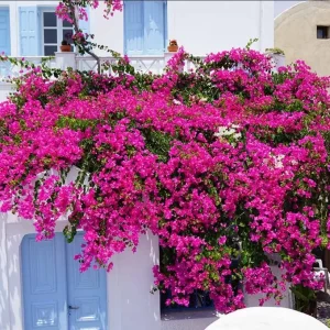 Set of 2 Helen Bougainvillea Live Plants - 4-6