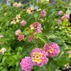 Set of 2 Lantana Camara Live Plants – Orange & Red Flowers – 4-6" Tall – Outdoor - Image 1