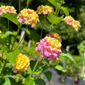 Set of 2 Lantana Camara Live Plants – Orange & Red Flowers – 4-6