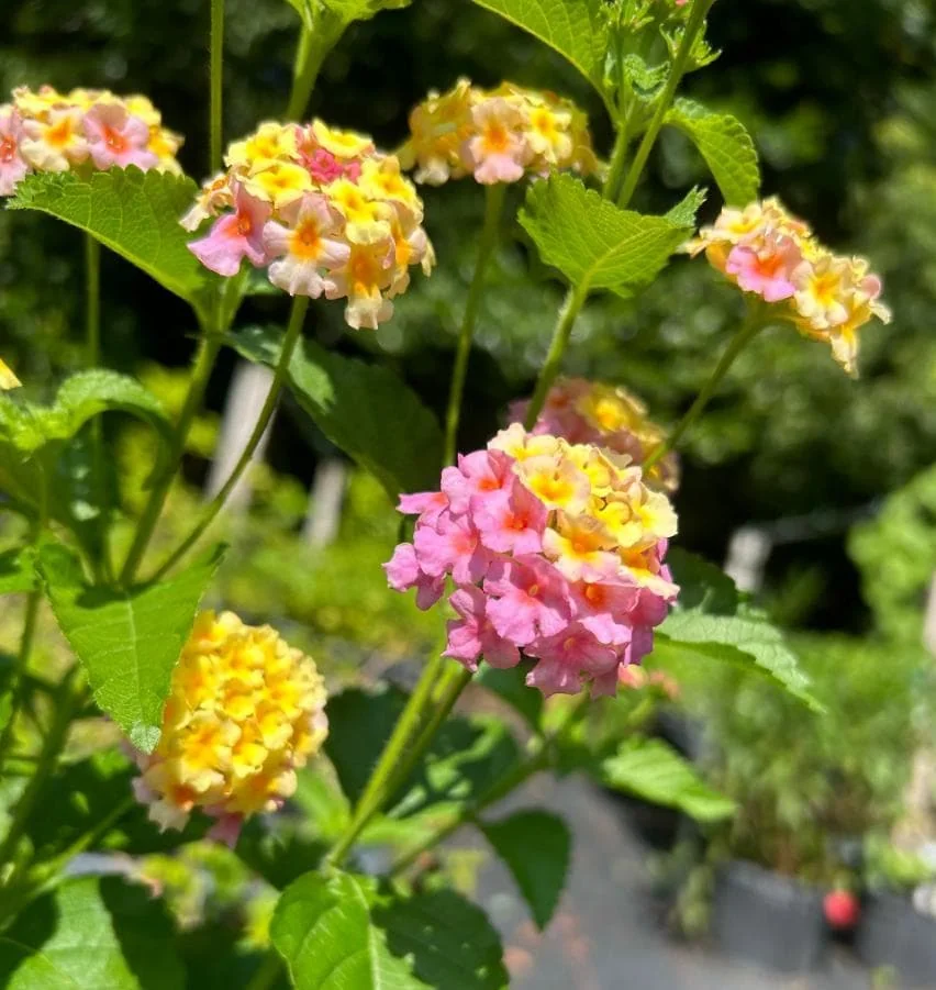 Set of 2 Lantana Camara Live Plants – Orange & Red Flowers – 4-6" Tall – Outdoor - Image 3