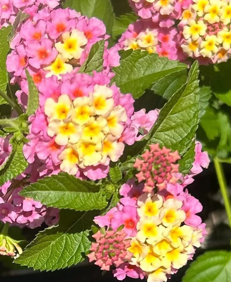 Set of 2 Lantana Camara Live Plants – Orange & Red Flowers – 4-6" Tall – Outdoor - Image 4