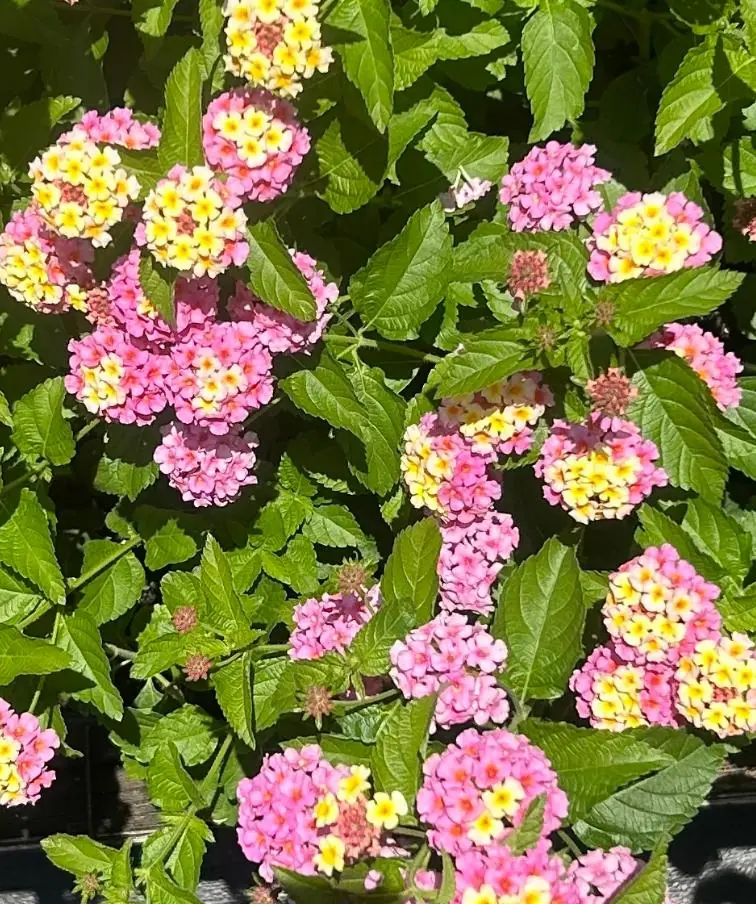 Set of 2 Lantana Camara Live Plants – Orange & Red Flowers – 4-6" Tall – Outdoor - Image 5