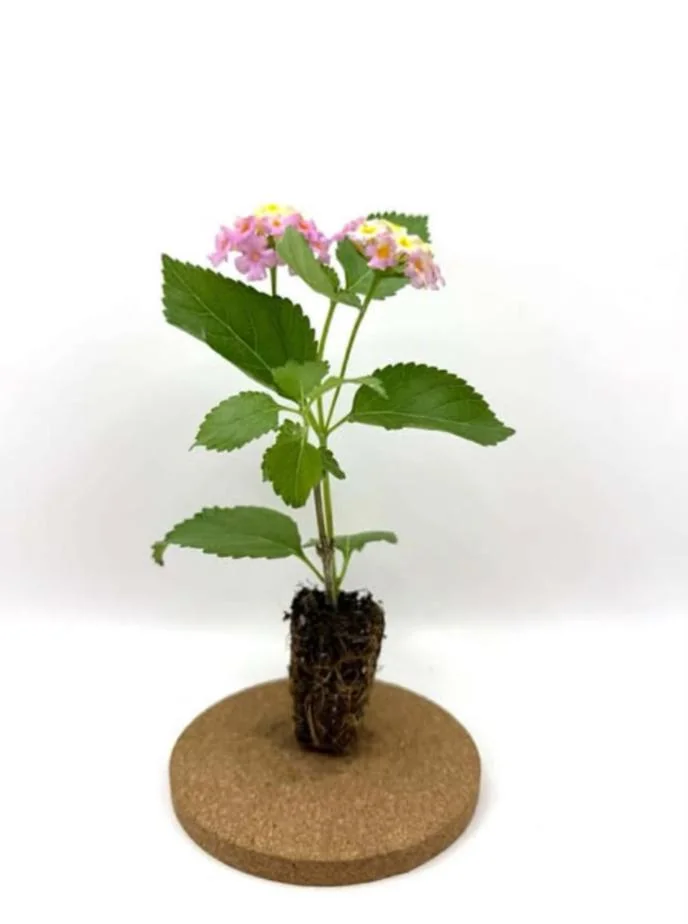 Set of 2 Lantana Camara Live Plants – Orange & Red Flowers – 4-6" Tall – Outdoor - Image 6