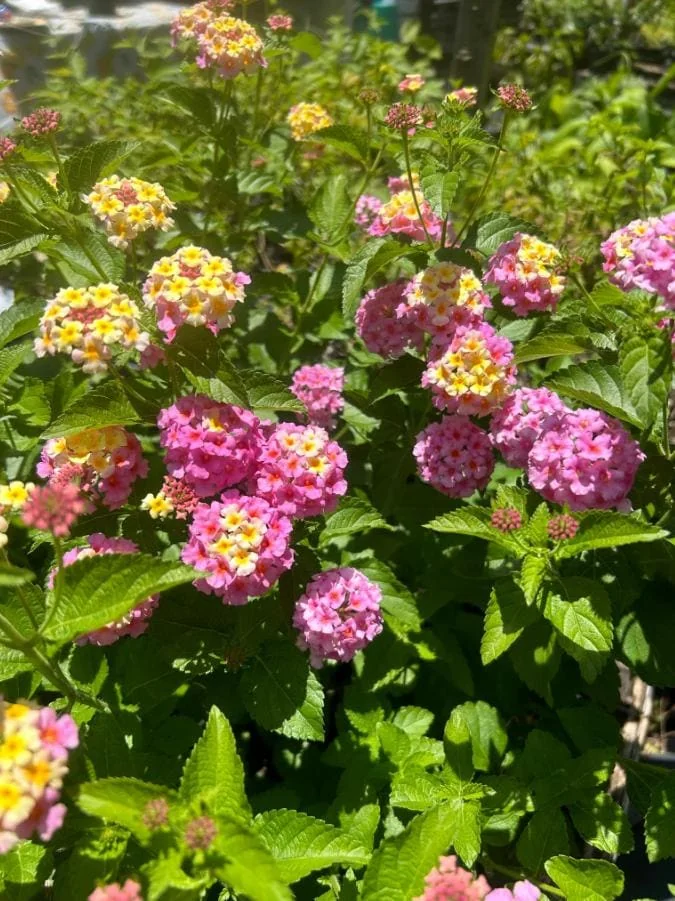 Set of 2 Lantana Camara Live Plants – Orange & Red Flowers – 4-6" Tall – Outdoor - Image 7