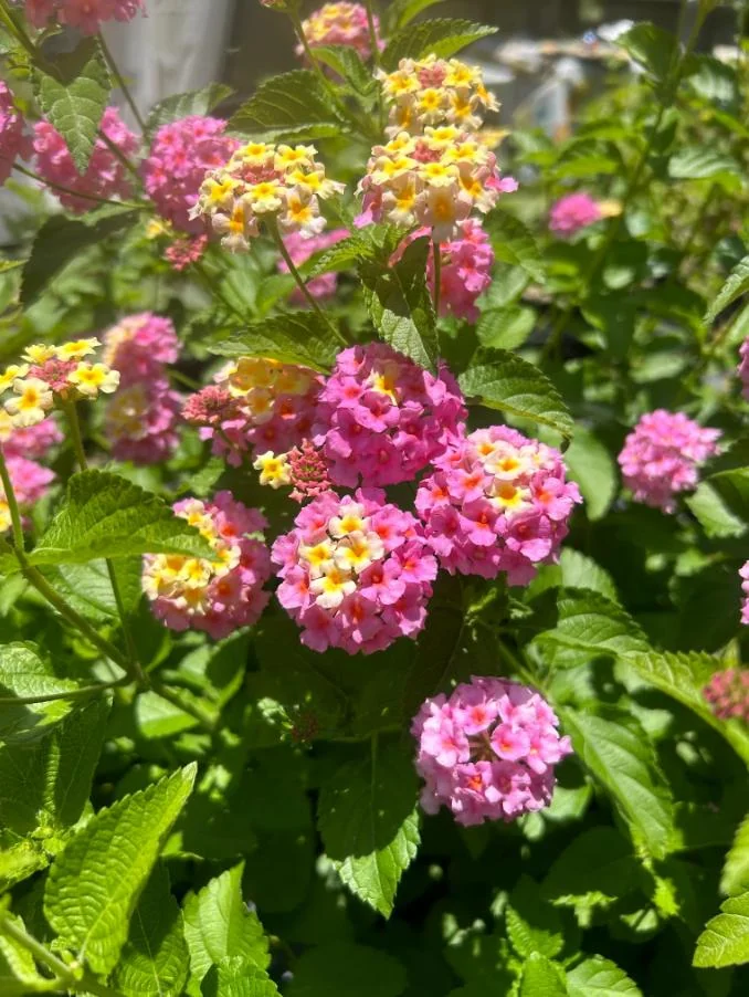 Set of 2 Lantana Camara Live Plants – Orange & Red Flowers – 4-6" Tall – Outdoor - Image 8