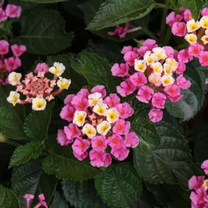 Set of 2 Lantana Camara Live Plants – Orange & Red Flowers – 4-6