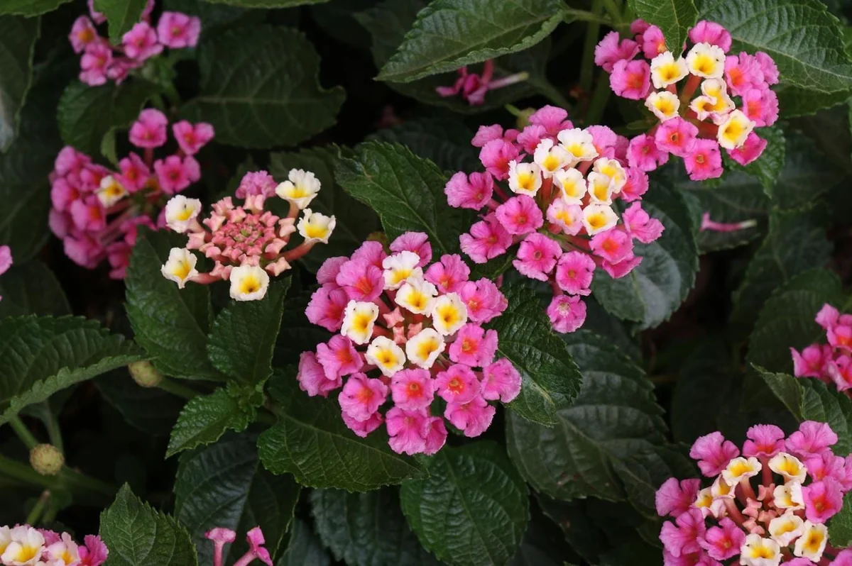 Set of 2 Lantana Camara Live Plants – Orange & Red Flowers – 4-6" Tall – Outdoor - Image 9