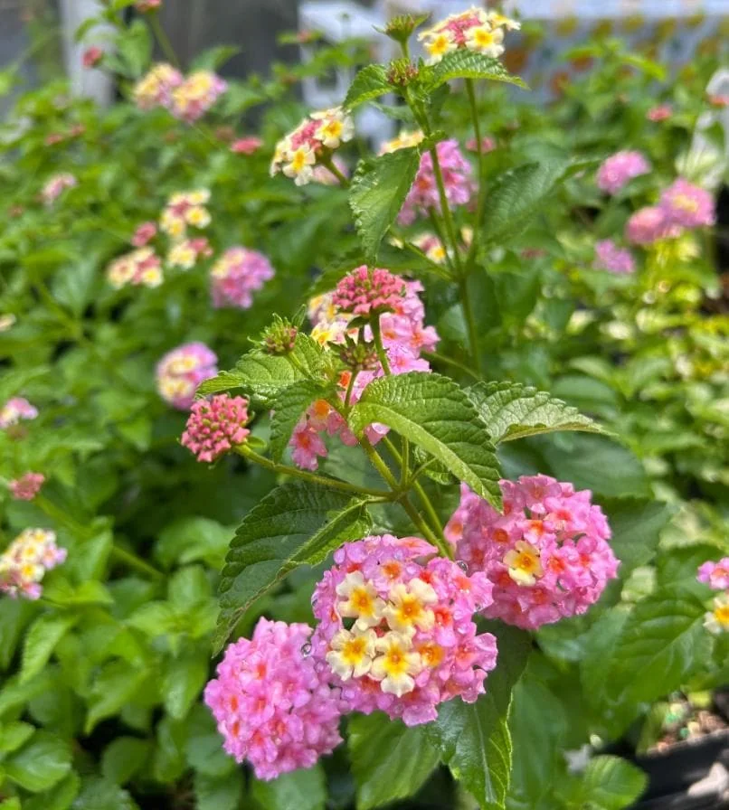 Set of 2 Lantana Camara Live Plants – Orange & Red Flowers – 4-6" Tall – Outdoor - Image 1