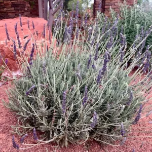 Set of 2 Lavender Live Plants 4-6